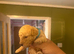 5 toy poodle puppy’s for sale