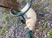 Litter of 5 available from 10/7/26 pure silver mitt x half micro silver mitt(small)