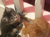 3 girls and 1 boy kitten