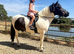 Chunky piebald gelding