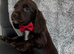cocker spaniel puppies chocolate&tan
