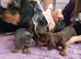 1 lilac and tan boy available and 1 chocolat and tan girl