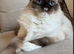 Seal point pedigree ragdoll female
