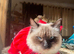 Premium ragdoll tiya