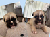 British bulldog cross pug puppies two left to reserve