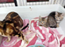 7 amazing Bengal kittens for sale