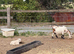 4 Pigmy nanny’s in kid, 1 pigmy nanny & kid at foot