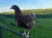 POINT OF LAY PULLETS AVAILABLE. EXCELLENT LAYERS AND GREAT QUALITY