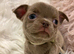 KENNEL CLUB REGISTERED TINY, EXCEPTIONAL & VERY RARE CHIHUAHUA PUPPIES