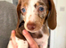 FULLY vaccinated Miniature dachshund puppies