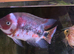 Blood marble vieja male