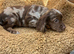 Rainbow litter