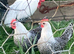 Pair of Silver campines for sale