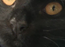 Black part Bred Maine Coon