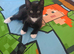 Kitten