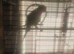 Hand tamed Baraband parakeet