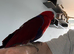 Red-sided Eclectus For sale