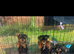 Beautiful Yoshire terrier puppies