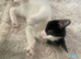 5 kittens to forever home