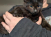 Loving Maine coon kittens
