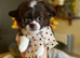 Long-Haired Chihuahua Girl - Betsy