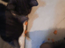 3 adult cats and 3 kittens for rehoming