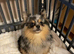 Beautiful Pomeranian Tan/Merle Female 8 months