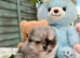 Pomeranian puppy&rsquo;s 2 boys