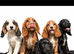 show type cocker spaniels