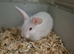 Angora lionlops