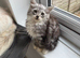 2 kittens  boys