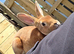 mini rex for sale