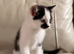 Kittens for sale