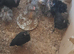 Bantam chickens