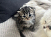 Beautiful Purebred Persian Kittens for Sale