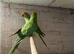 Ring necks for sale