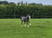 Project for the Future 2yr Welsh A Gelding with full papers