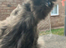 Sexed female silkies