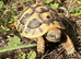 HERMANN&rsquo;S Garden Tortoises