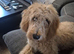 Apricot Male Cockapoo