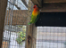 Male fischer lovebird