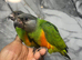 Ready Now Baby Handreared Senegal Parrot,21