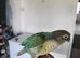 Super Hand Friendly Blue Conure Talking Parrot with Cage toys