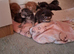 Main coon kittens