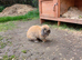 Beautiful female mini lop