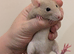 Dwarf rats males