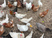 Chicken mixture of breeds