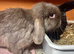 Mini lop female