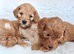 BEAUTIFUL RED F1 COCKAPOO PUPPIES