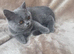 Scottish fold